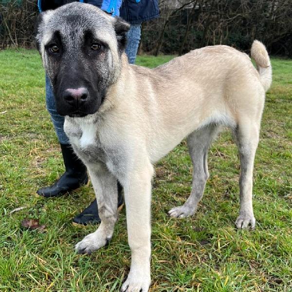 Athena Cucciola Kangal
